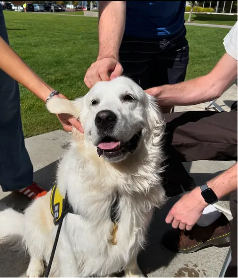 Biscuit on a mission, therapy dog with Victoria Wynn at UVU